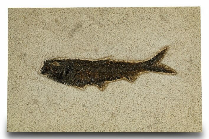 Detailed Fossil Fish (Knightia) - Wyoming #327803